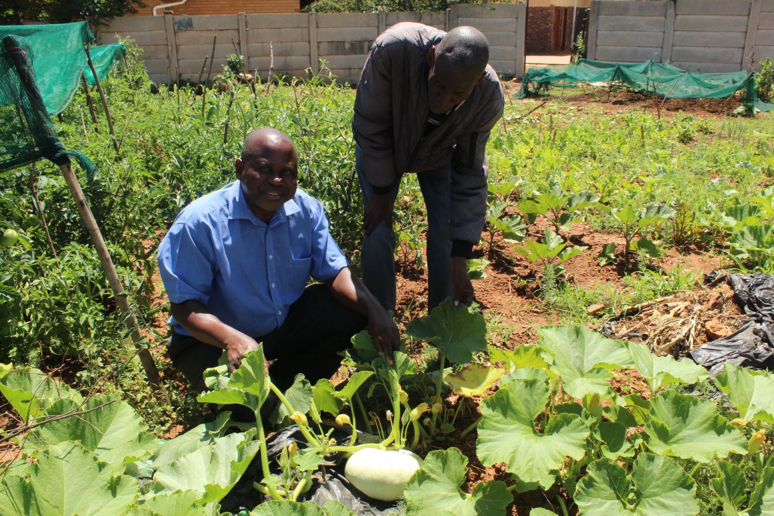 NGO builds community food gardens to alleviate poverty and reduce unemployment