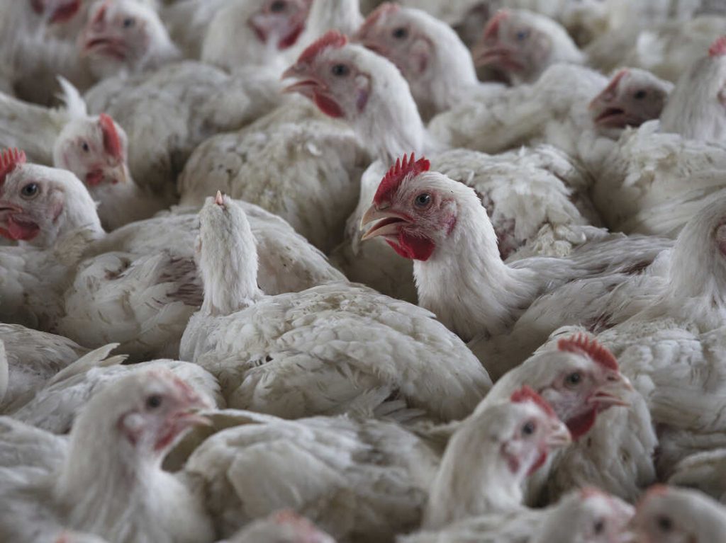 Agriculture department Minister gives green light for the import of poultry products amid bird flu outbreak
