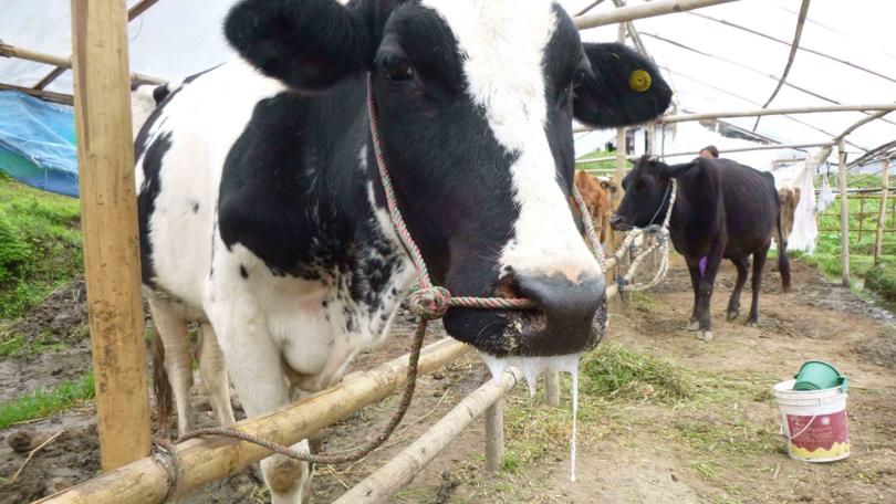 Government suspects a foot-and-mouth disease outbreak in the North West