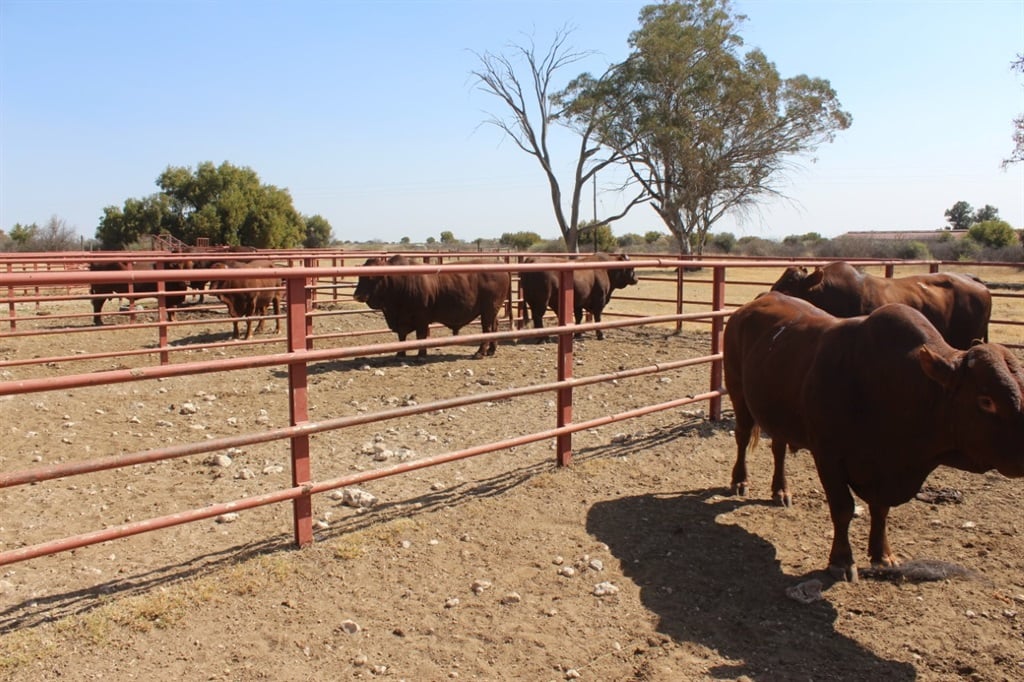 NW govt donates 23 bulls to female farmers in Makwassie