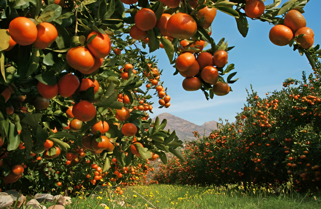 Citrusdal’s delicate balance: South African citrus farmers face uncertain future amid US trade tensions