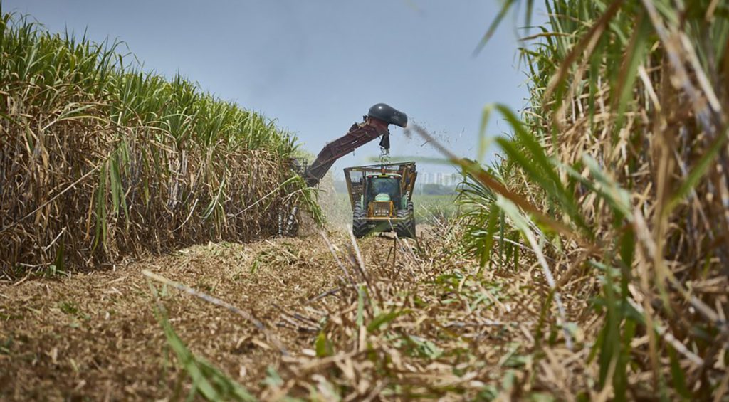 US tariffs threaten sugar cane farmers in KwaZulu-Natal
