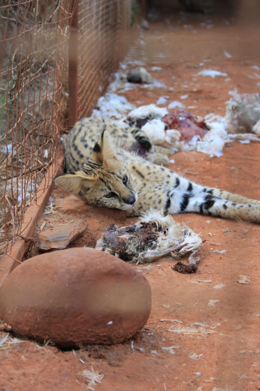 NSPCA investigates North West captive predator breeding facility over alleged animal cruelty